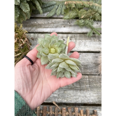 echeveria 9 x 7 cm