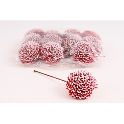 Sedum zapichovačka červená.