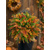 Celoročný veniec